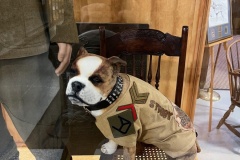 Commissioned replica of Sgt. Stubby