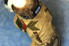 Commissioned replica of Sgt. Stubby